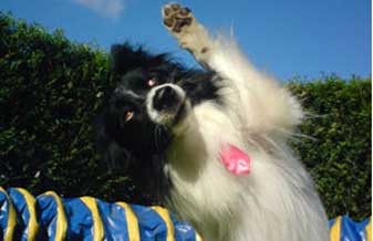 Canil Porta Viva - Foto 1