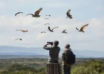 melhor temporada de caboclinhos