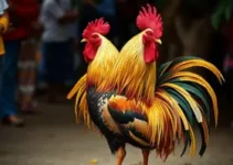 Dia de Galo em Pouso Alegre