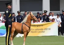 concurso Guarda Civil Pouso Alegre