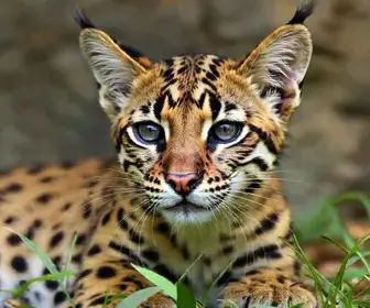 filhote de felino silvestre