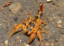 infestação de escorpiões