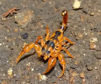 infestação de escorpiões
